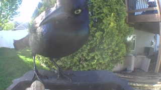 common grackle