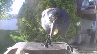 common grackle