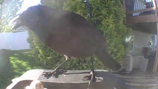 american crow