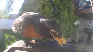 american robin