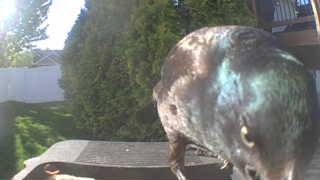 common grackle