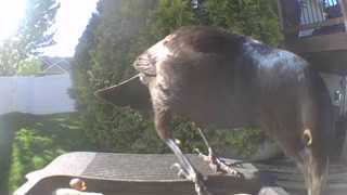 american crow