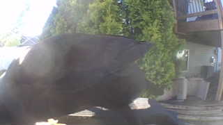 american crow