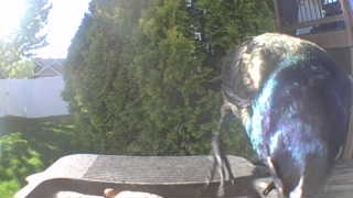 common grackle