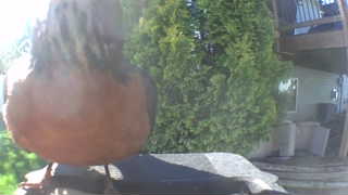 american robin