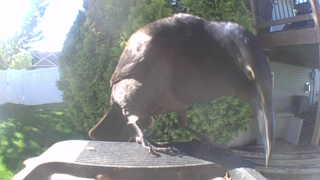 american crow