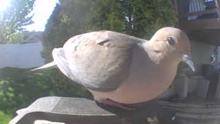 mourning dove