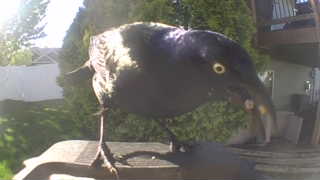 common grackle