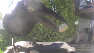 american crow