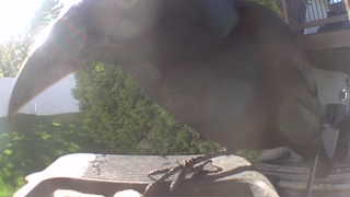 american crow