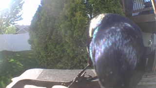 european starling
