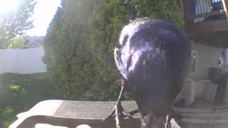common grackle