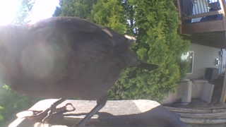 american crow