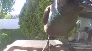 mallard