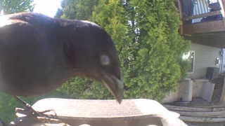american crow