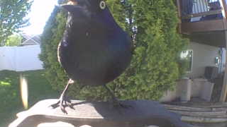 common grackle