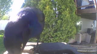Unidentified clip