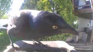 common grackle