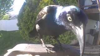 common grackle