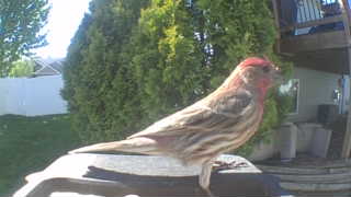 house finch