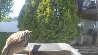 house sparrow