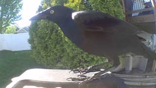 common grackle