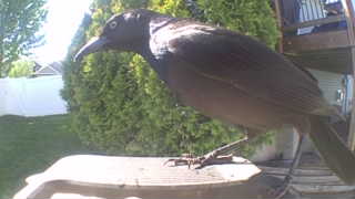 common grackle