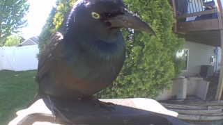 common grackle