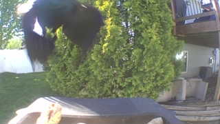 american crow