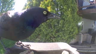 common grackle