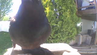 blue jay