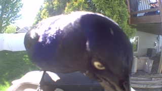 common grackle