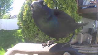 common grackle