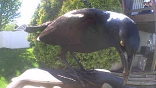 common grackle