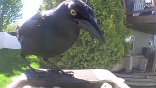 common grackle