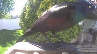 common grackle