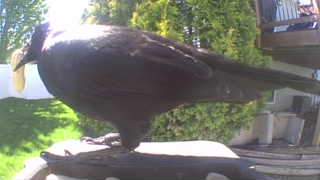 american crow