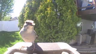 gray jay