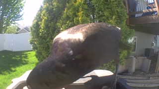 bald eagle