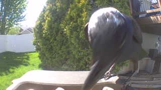 eurasian jackdaw