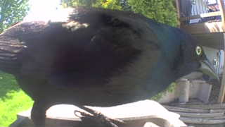 common grackle