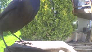 american crow