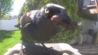 common grackle