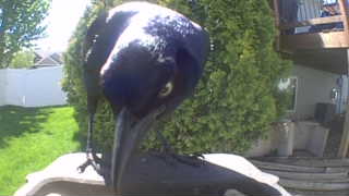 common grackle
