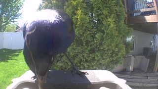 american crow