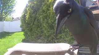 common grackle