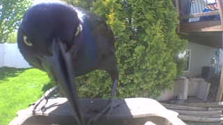 common grackle