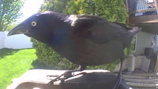 common grackle