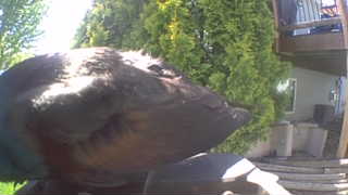mallard