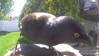common grackle